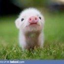 vincent337'\'s Avatar